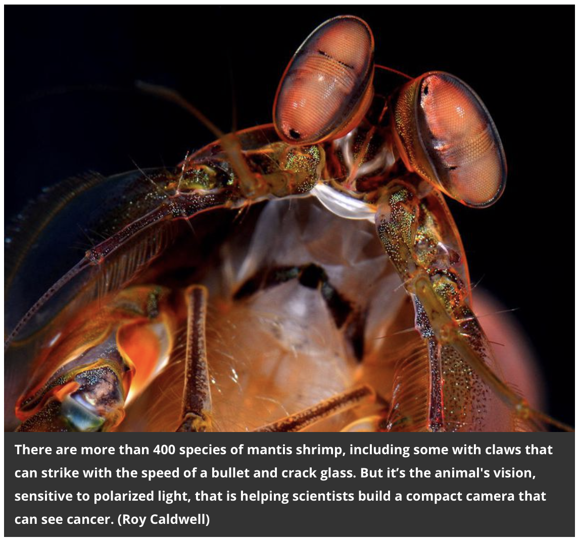 Screen Shot 2019-02-02 at 1.06.14 PM